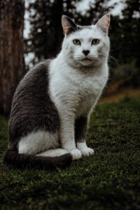 Image of grey/white cat in nature