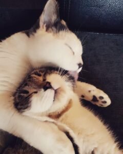 close up image of two cats, one licking the others face
