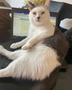 Image of cat sitting on top of laptop