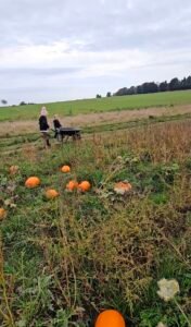 image of rustic pumpkin patch with children in the backgroup