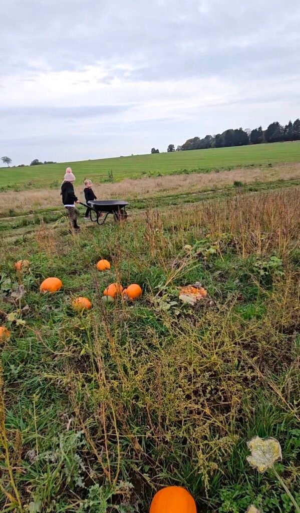 image of rustic pumpkin patch with children in the backgroup